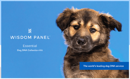 wisdom-panel-kit-adn-chien