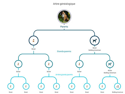 koko-genetics-avis-resultat-arbre-genealogique