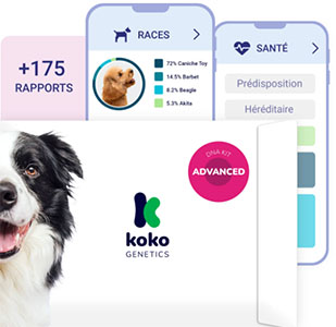 koko-genetics-avis-test-adn-chien-advanced
