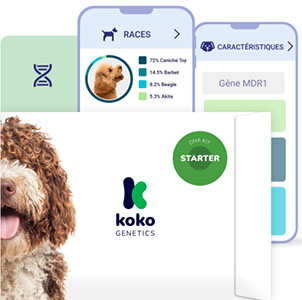 koko-genetics-avis-test-adn-chien-starter
